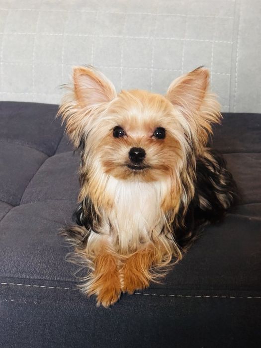 Йорширский терьер миник, бейби фейс