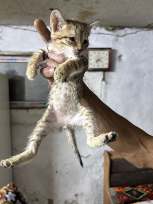 Котята в добрые руки!