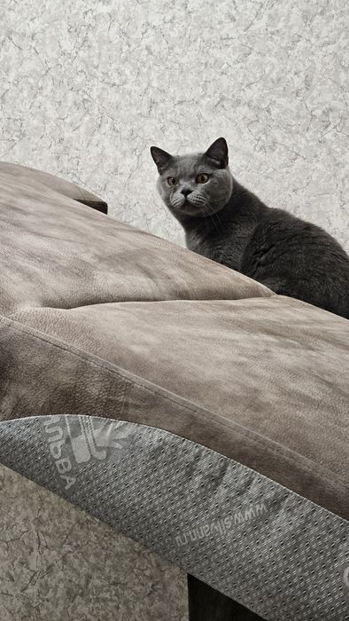 Кот британец в хорошие руки