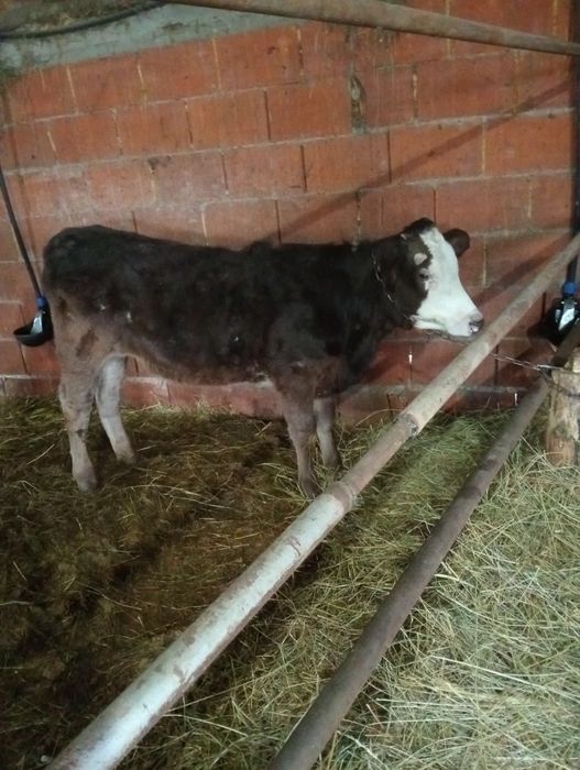 Vând 3 vițele  baltate