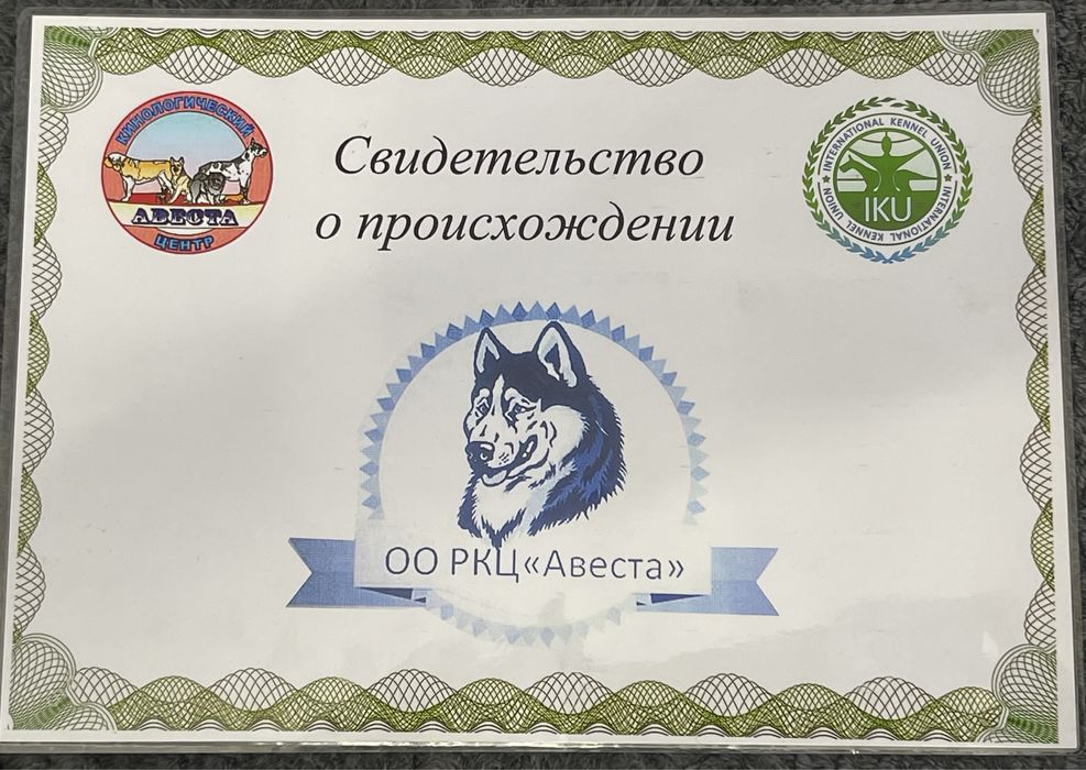 Немецкая овчарка Для Вязки