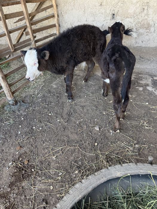 Бұзаулы Сиыр Сатылады