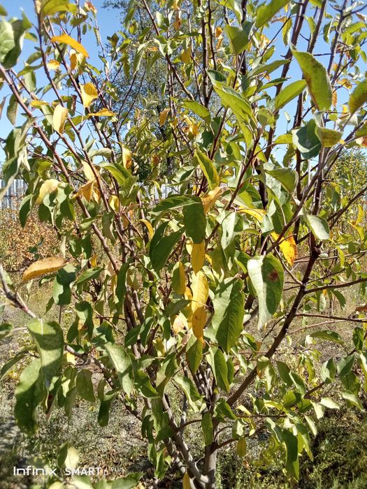 Дачный земельный участок городе
