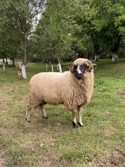 Berbec (mior) de vanzare