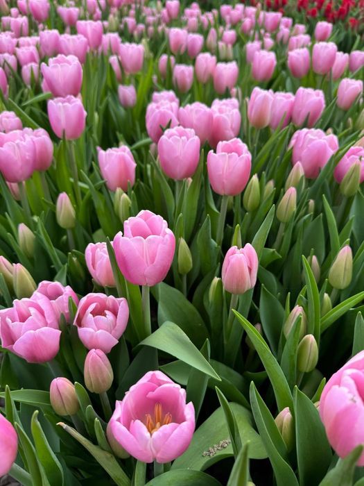 Тюльпаны оптом 300 тенге за шт