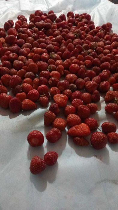 Продам домашнюю клубнику