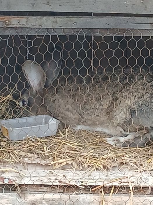 Vand doua femele urias german