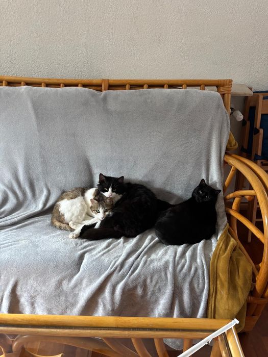 Donez pisoi pentru curte