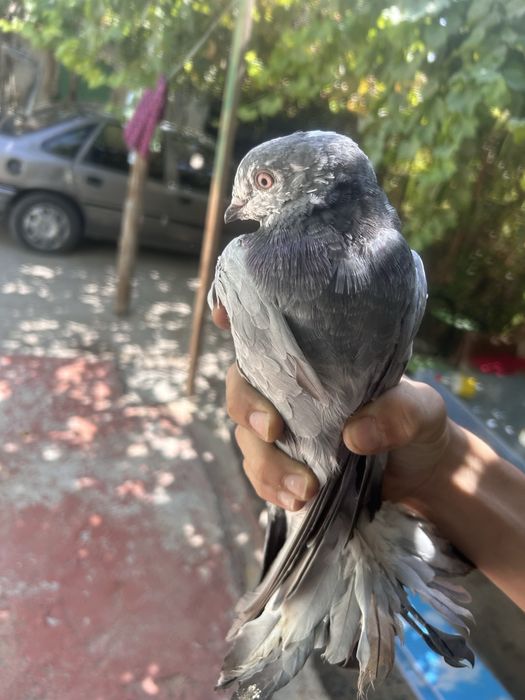 Кептер голуби сатылады продается