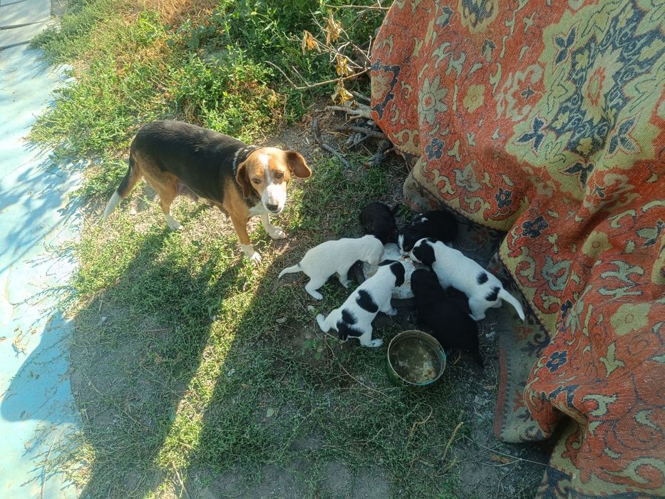 Одам щенков даром