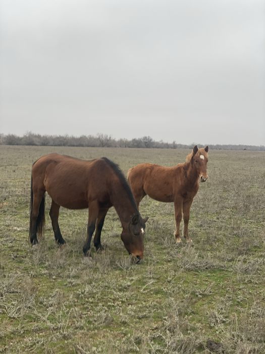 бие сатылат 4 бас семиз жаксы