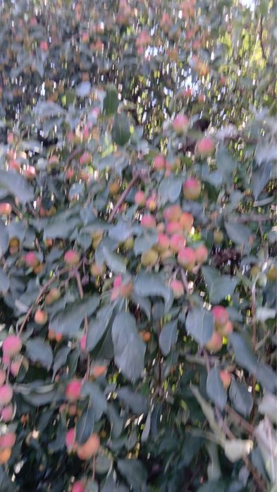 Продам дачу на союзе