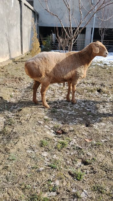 Kotta sollu sotiladi  boʻgʻoz