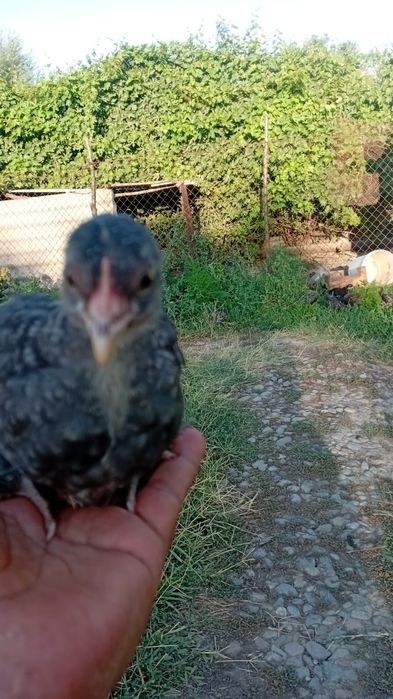 Шожелар сатылады.