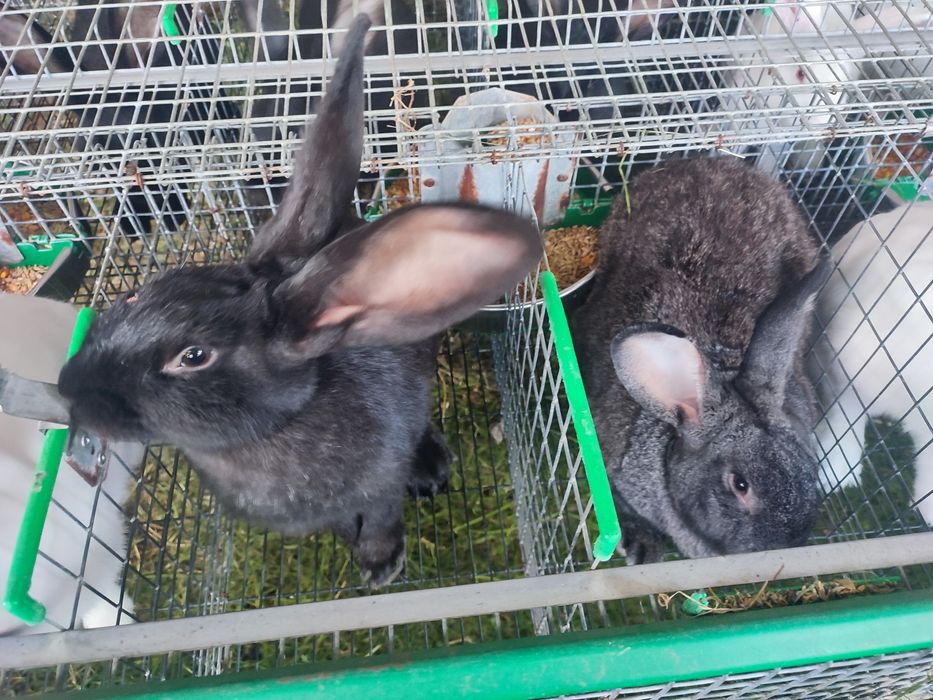 Vând iepuri diferite vârste