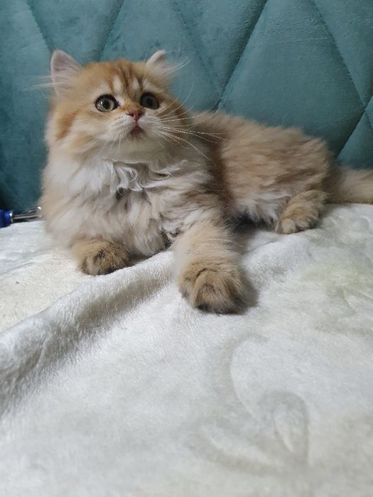 British longhair cu pedigree