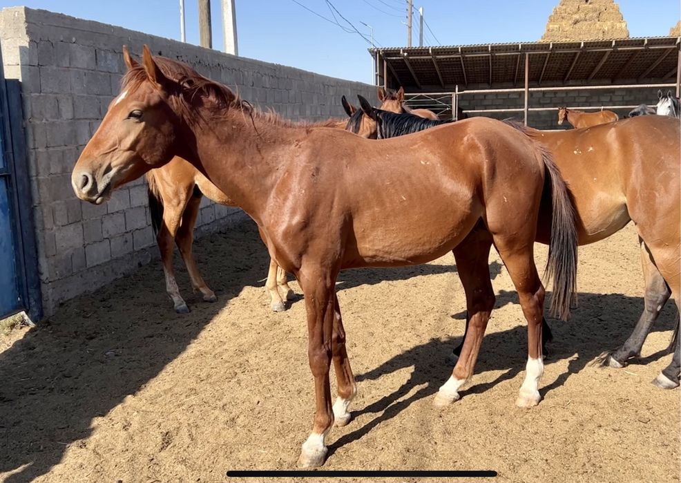 Лошадь, англоараб, жеребец, донен, байге