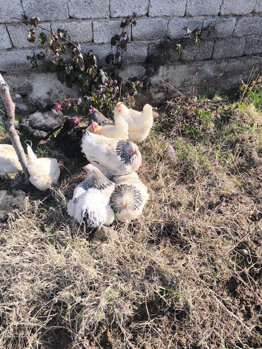 Товук куры, петух хороз брама товук