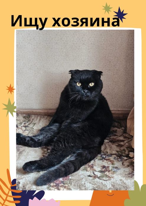 Срочно!Пантер Пантерыч британец- потеряшка ищет хозяина !