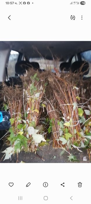 Расат ягоди и малини пр