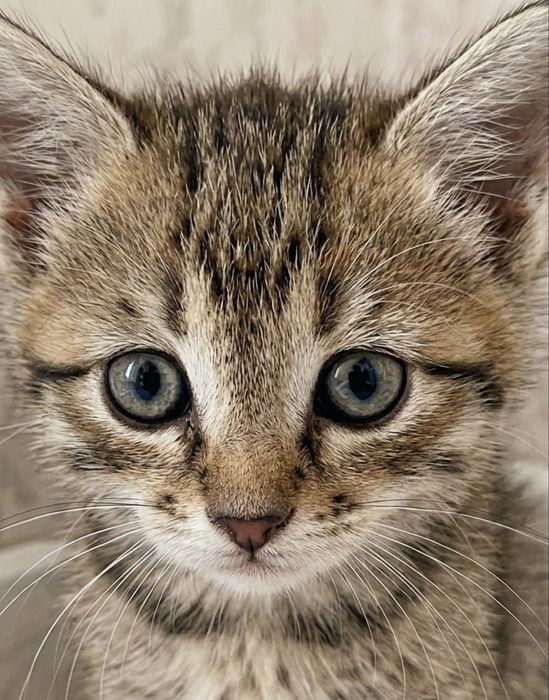 Очаровательная кошка
