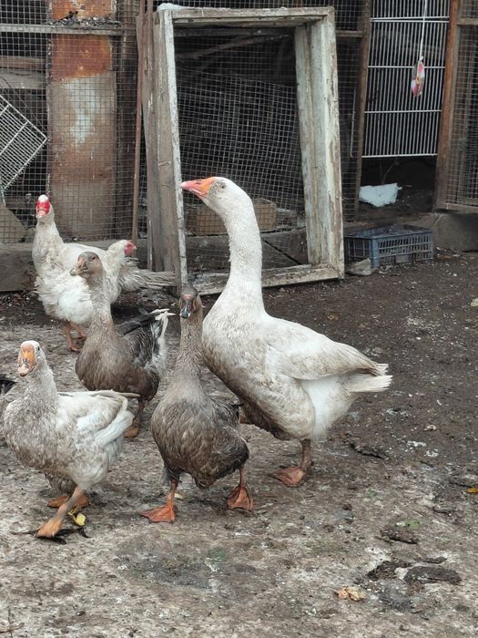 продам гусей семья 4+1