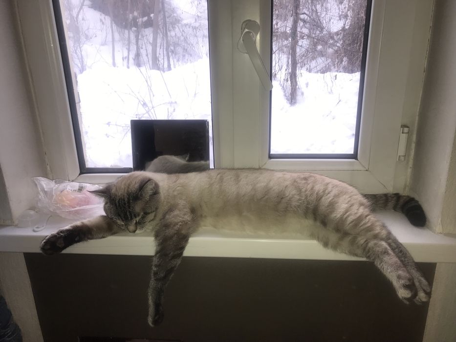 Пропал кот прошу отзовитесь