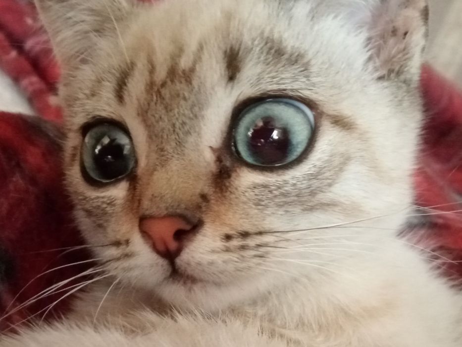 Отдам даром котенка.
