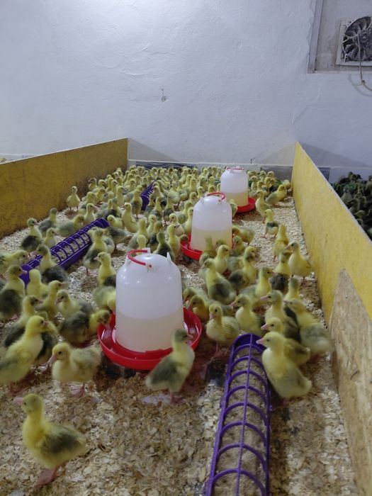 Гуси оптом и в РОЗНИЦУ