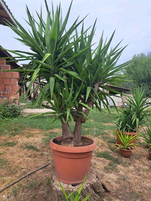 "ТОП" цена Продавам различни Юки