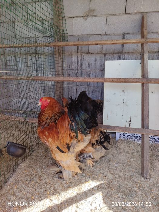 Яйцо Палевый Брамы Инкубационные..