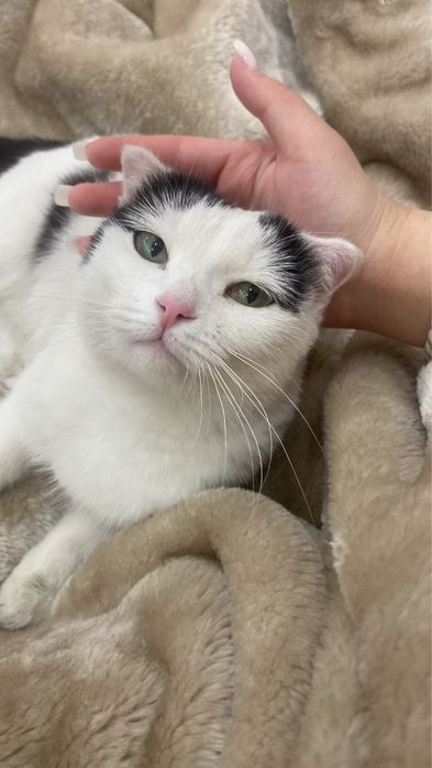 вислоухая шотландская кошка