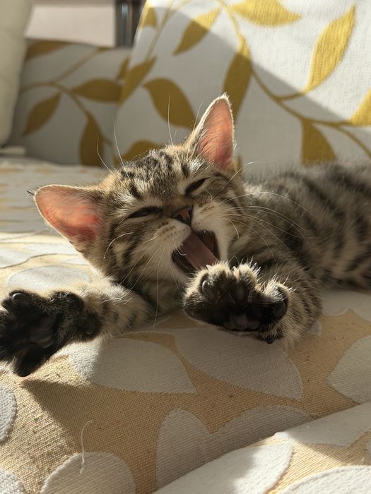 Котенок (3 мес.)