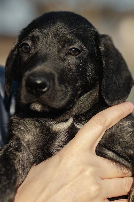 Щенята ищут любящий дом