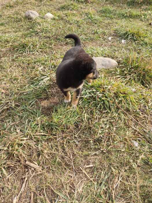 Отдам щенков девочек крупных