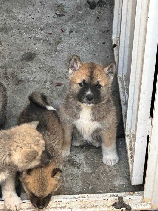 Собака Акита-ину