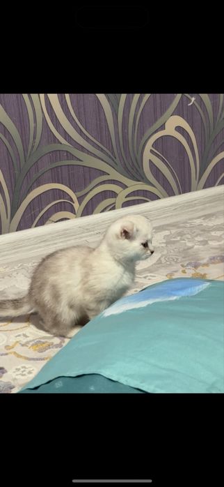 Продается шиншилла девочка 3месяца