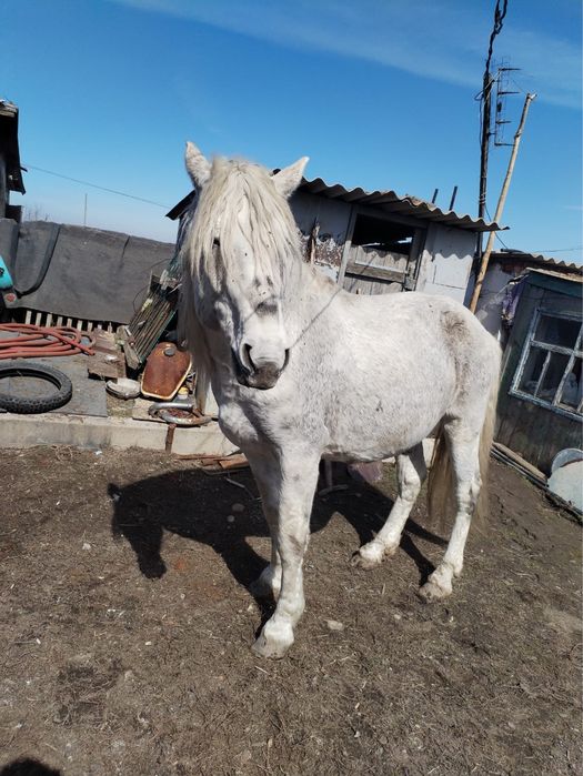 Айгыр, жеребец, лошадь, конь