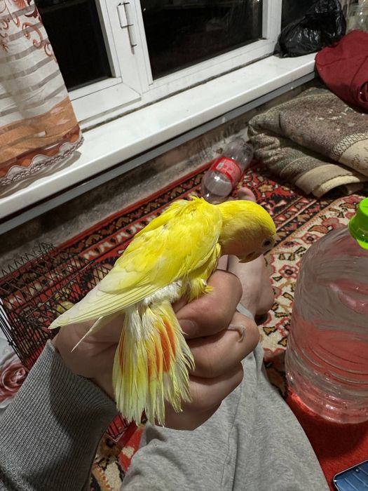Неразлучники молодые