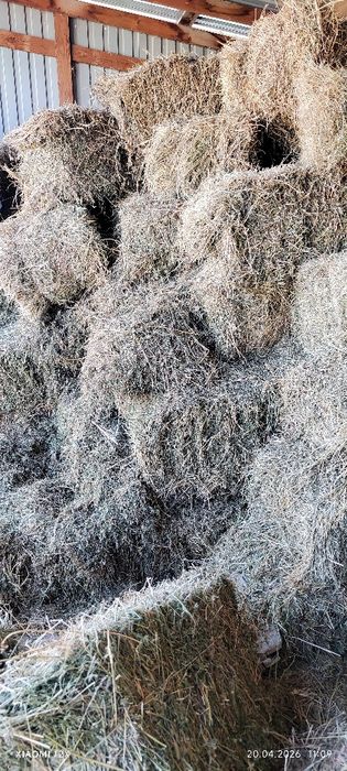 Клевер четвёртый укос