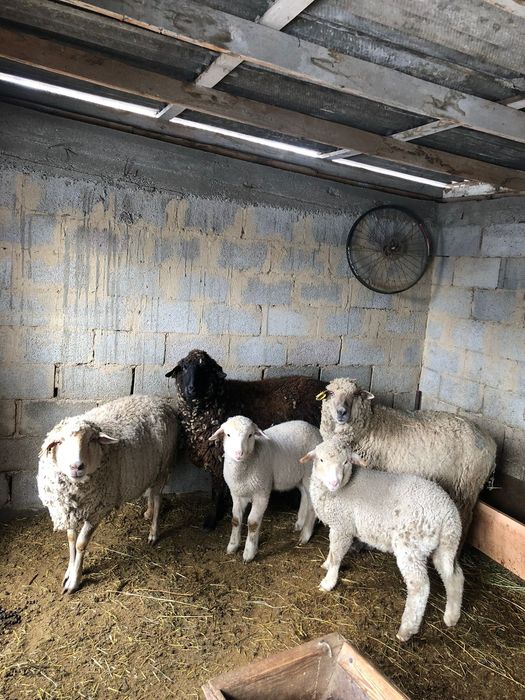 Козылы кой сатылады