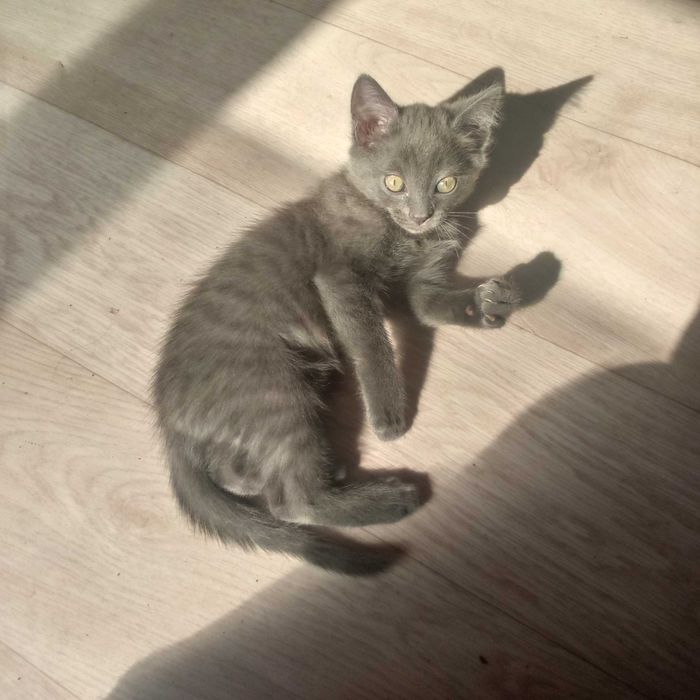 Котята балинезо-бомбейские