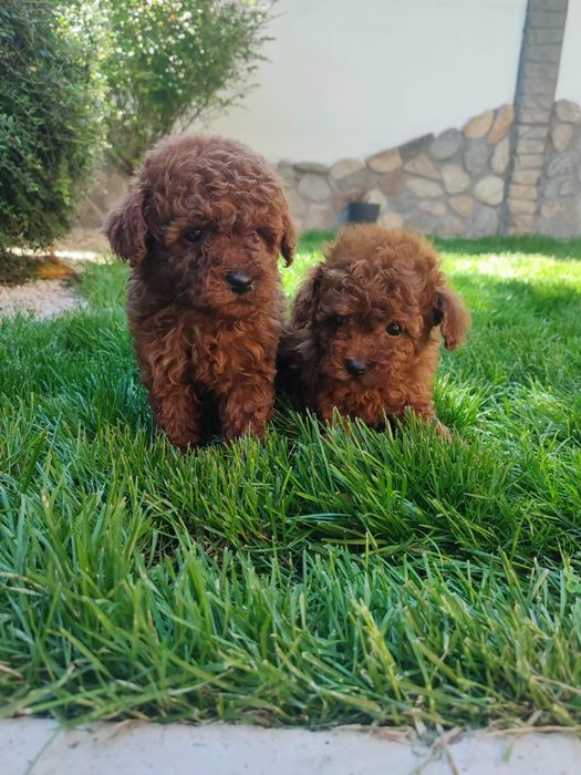 Пудел Той/Poodle Toy