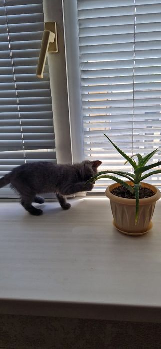 Продам британку котенок