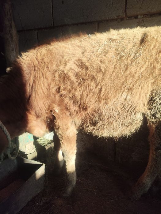 Продам подсосные бычки