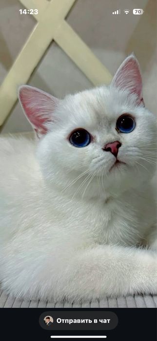 Mushuk (кошка) британская шиншилла