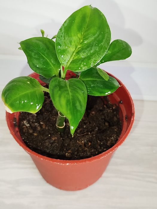 Defenbahiya Leopard detkasi+limon