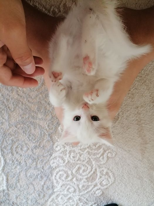 Қыз және ұл әдемі мысықтар