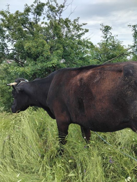 Vaca de vânzare