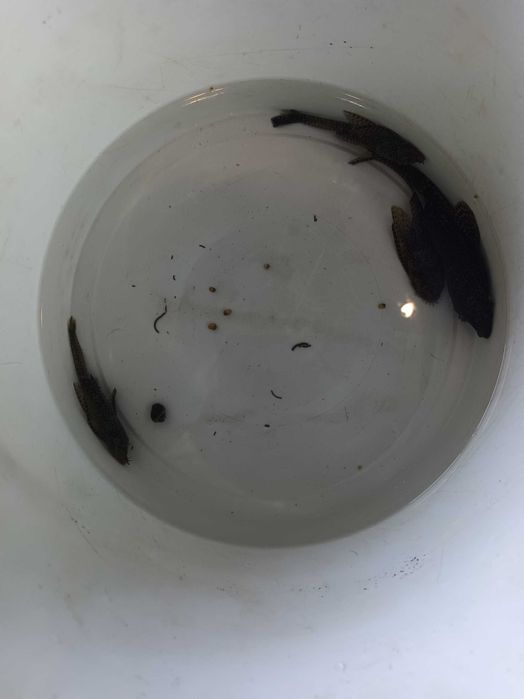 В продаже вуалевые сомы анцытрусы